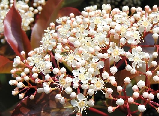 Photinia 'Red Robin' in Planters - 1 or 2 Pack!
